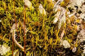 Attēlu rezultāti vaicājumam “Dicranum flagellare”