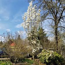 Attēlu rezultāti vaicājumam “Magnolia cylindrica”