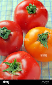 Afbeeldingsresultaat voor caro rich tomato