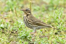 Image result for Anthus hodgsoni