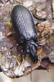 Attēlu rezultāti vaicājumam “Nothorhina punctata”