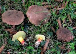 Attēlu rezultāti vaicājumam “Xerocomus chrysenteron”