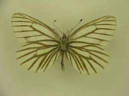 Attēlu rezultāti vaicājumam “Pieris napi male”