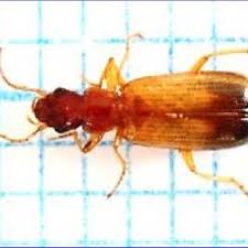 Attēlu rezultāti vaicājumam “Lebia chlorocephala”