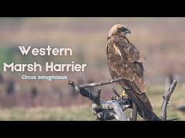 Attēlu rezultāti vaicājumam “Circus aeruginosus”