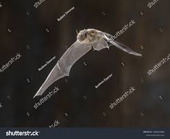 Attēlu rezultāti vaicājumam “Pipistrellus nathusii”