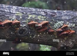 Attēlu rezultāti vaicājumam “Inonotus rheades”