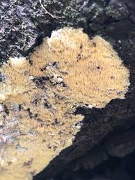 Attēlu rezultāti vaicājumam “Mycoacia fuscoatra”