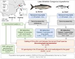 Image result for Coregonus clupeaformis