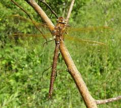 Attēlu rezultāti vaicājumam “Aeshna grandis”