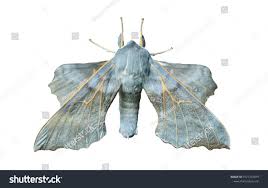 Attēlu rezultāti vaicājumam “Laothoe amurensis”