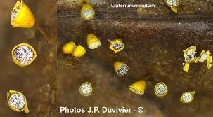 Attēlu rezultāti vaicājumam “Craterium minutum”