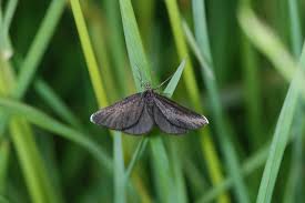 Attēlu rezultāti vaicājumam “Odezia atrata”