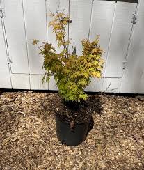 Image result for Acer palmatum `Orange Dream`