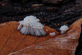 Attēlu rezultāti vaicājumam “Stemonitis axifera young”