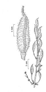 Image result for Consolida ajacis oder Consolida regalis