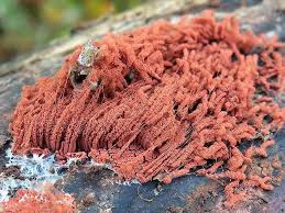 Attēlu rezultāti vaicājumam “Heterotrichia oerstedii (syn. Arcyria oerstedii) sessile”