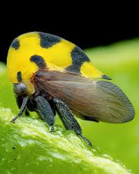 Attēlu rezultāti vaicājumam “Acantholyda erythrocephala”