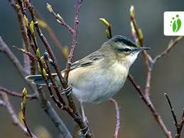 Attēlu rezultāti vaicājumam “Acrocephalus schoenobaenus adult”