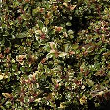 Attēlu rezultāti vaicājumam “Thymus pulegioides leaf”