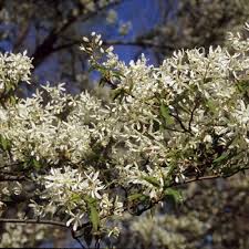 Attēlu rezultāti vaicājumam “Amelanchier spicata flower”