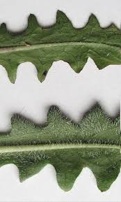 Attēlu rezultāti vaicājumam “Hypochaeris maculata leaf”