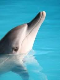 Image result for Durley Dolphin Diver