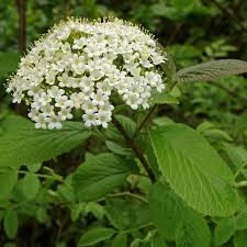 Attēlu rezultāti vaicājumam “Viburnum lantana”