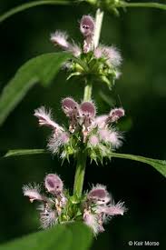 Image result for Leonurus cardiaca