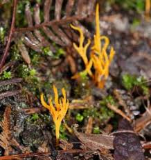 Attēlu rezultāti vaicājumam “Ramariopsis crocea”