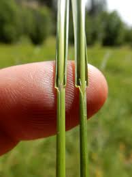 Attēlu rezultāti vaicājumam “Glyceria striata leaf”