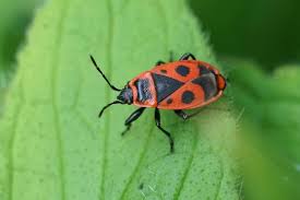 Attēlu rezultāti vaicājumam “Pyrrhocoris apterus”