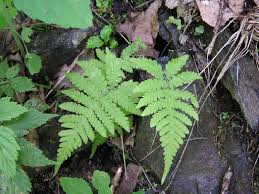 Attēlu rezultāti vaicājumam “Phegopteris connectilis”