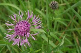 Attēlu rezultāti vaicājumam “Centaurea scabiosa flower”