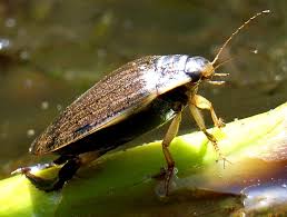 Attēlu rezultāti vaicājumam “Acilius sulcatus male”