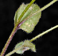 Attēlu rezultāti vaicājumam “Draba nemorosa fruit”