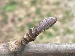 Attēlu rezultāti vaicājumam “Liriodendron tulipifera bud”