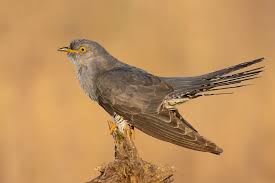 Attēlu rezultāti vaicājumam “Cuculus canorus”