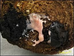 Attēlu rezultāti vaicājumam “Amaurochaete atra”