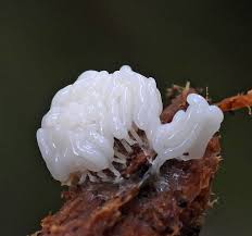 Attēlu rezultāti vaicājumam “Lycogala cf. fossiculatum”