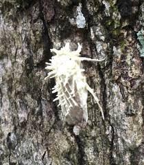 Attēlu rezultāti vaicājumam “Akanthomyces aculeatus”