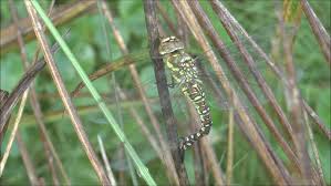 Attēlu rezultāti vaicājumam “Aeshna mixta female”