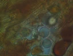 Attēlu rezultāti vaicājumam “Geopora arenicola”