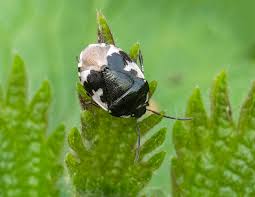 Attēlu rezultāti vaicājumam “Tritomegas bicolor nymph”