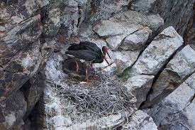 Attēlu rezultāti vaicājumam “Ciconia nigra nest”