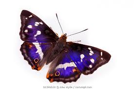 Attēlu rezultāti vaicājumam “Apatura iris male”