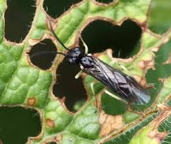 Attēlu rezultāti vaicājumam “Euura brevicornis”