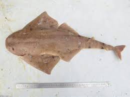 Image result for Squatina squatina