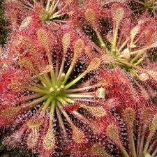 Attēlu rezultāti vaicājumam “Drosera intermedia”