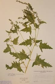 Attēlu rezultāti vaicājumam “Atriplex calotheca”